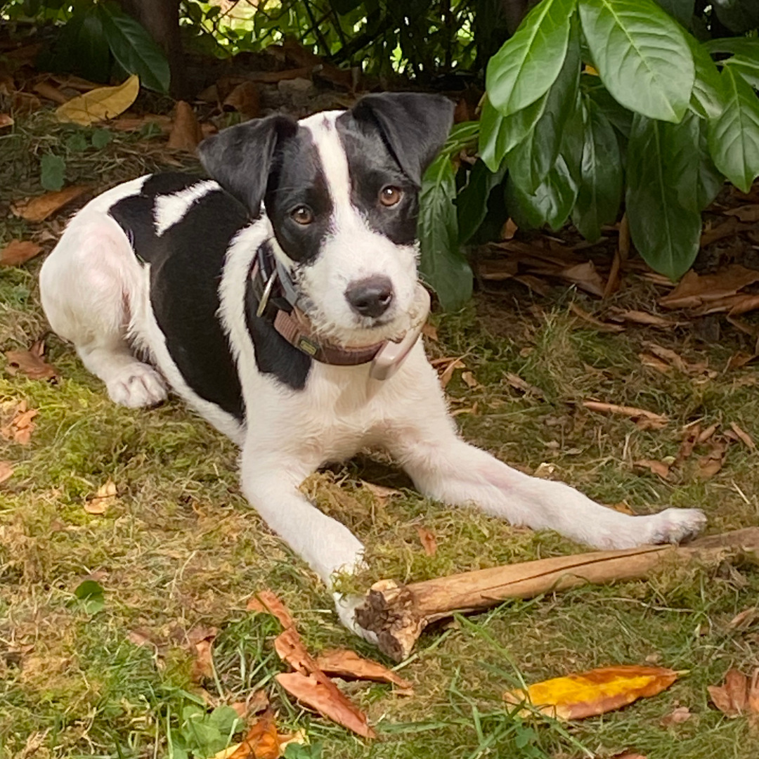 Bild Hund